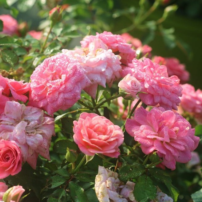 Buy Sweet Drift® Rose Bush - Candy Pink Flowers | Perfect Plants