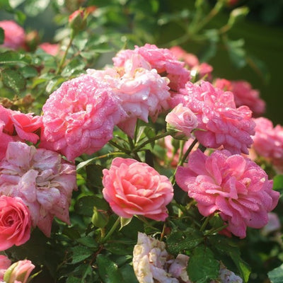 Sweet Drift® Rose Bush