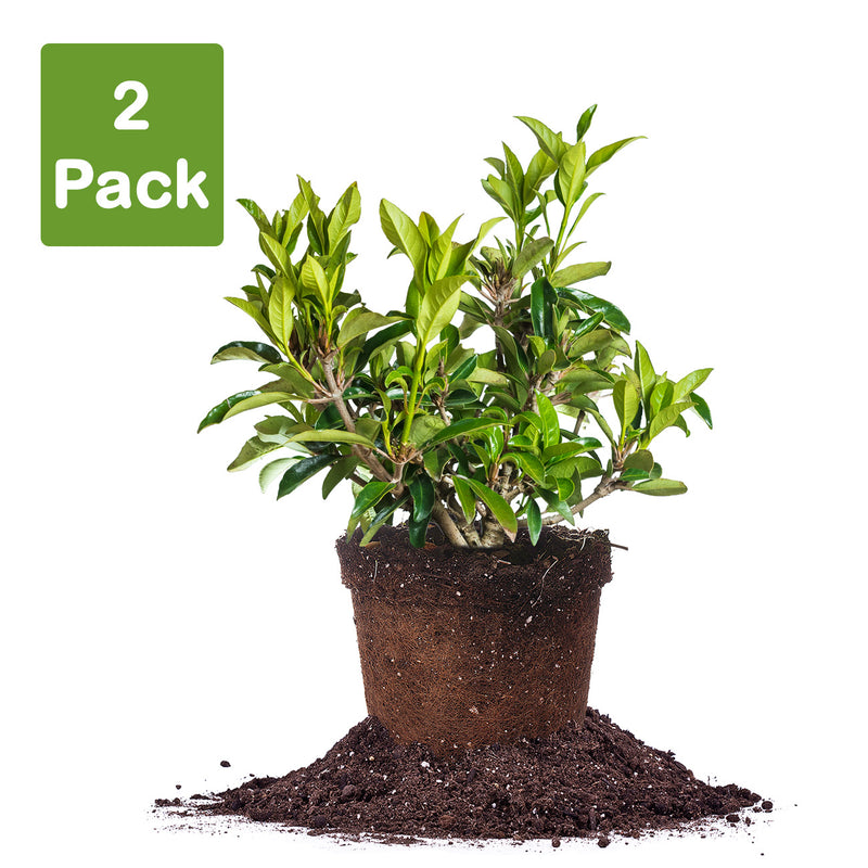 Viburnum Chindo pack of 2 live plants in 3 gallon pots