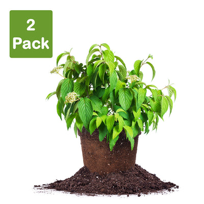 Shasta Viburnum 2 pack of live plants 3 gallons