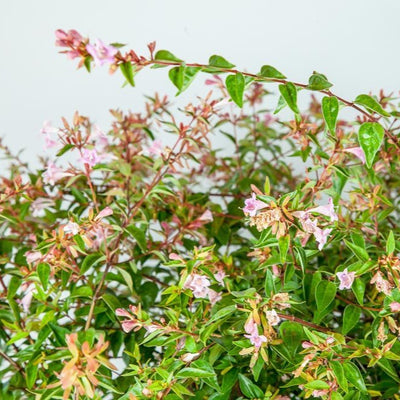 A cluster of Abelia Edward Goucher shrub with pink-lavender blooms and dark green leaves against a white background.