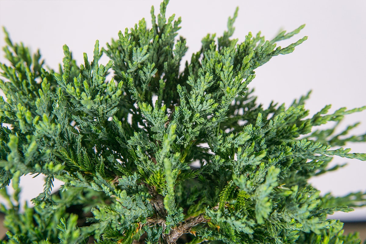 Blue Rug Juniper for Sale Buy Ground Covers Online Perfect Plants