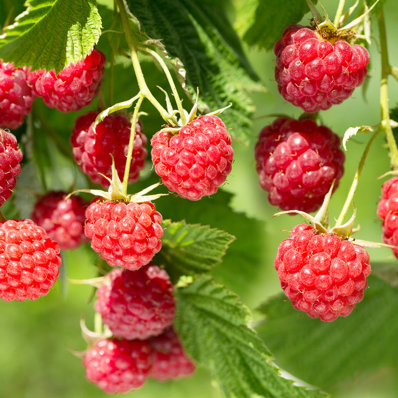 Thornless Canby Raspberry Plant