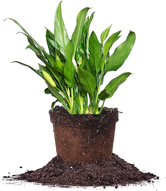 Aglaonema 'Maria' for Sale | Chinese Evergreen