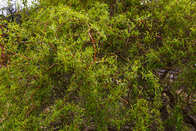 Curly Corkscrew Willow Tree