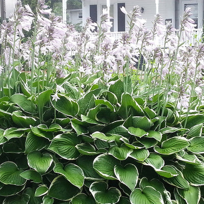 A Francee Hosta shrub with heart-shaped leaves that are green with narrow white margins, and tall lavender flower scapes, in bloom.