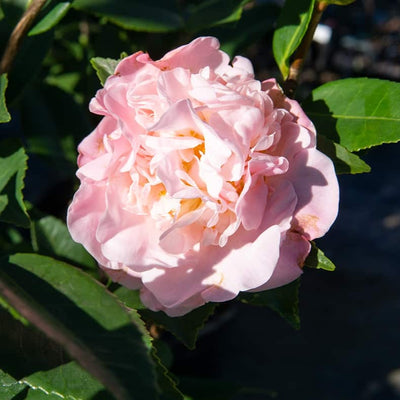 Camellia high fragrance blooming with ruffled pink flowers