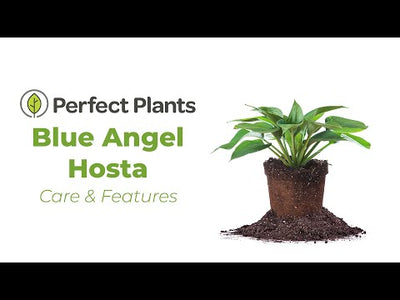 Hosta Blue Angel Plant