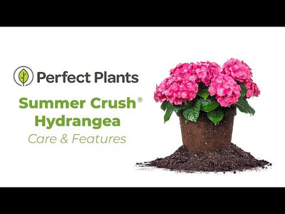 Endless Summer® Summer Crush® Reblooming Hydrangea