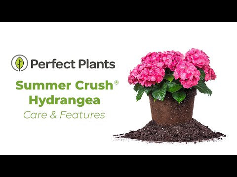 Endless Summer® Summer Crush® Reblooming Hydrangea