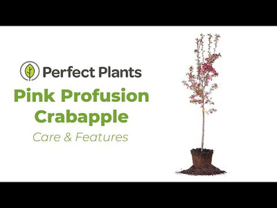 Pink Profusion Crabapple Tree