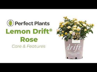 Lemon Drift® Rose Bush