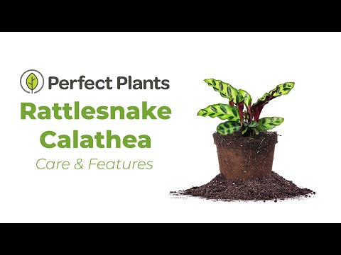 Calathea Rattlesnake Plant