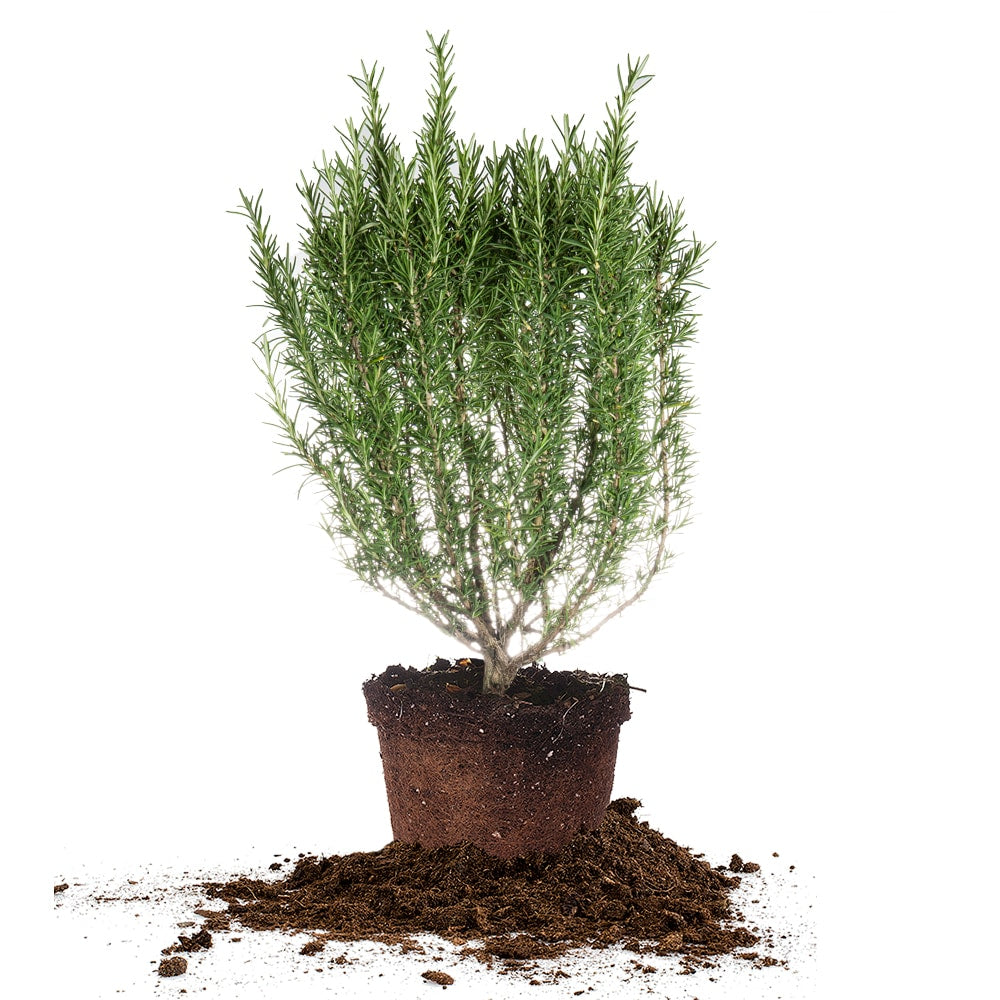 Tuscan Blue Rosemary Plant for Sale Buy Shrubs Online Perfect Plants