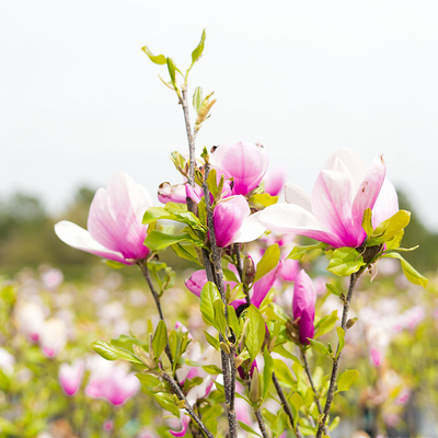 Jane Magnolia Tree