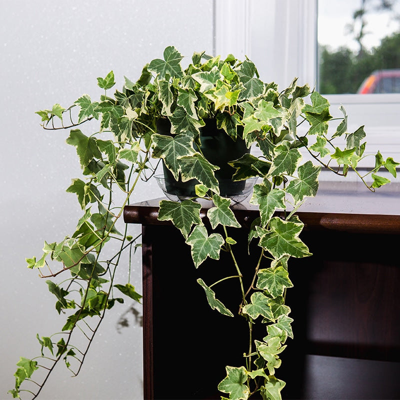 Variegated English Ivy