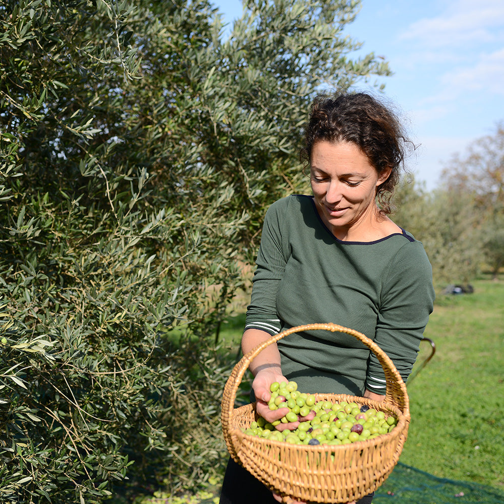 Woman in her garden picking ripe olives from her arbequina olive tree purchased from perfect plants nursery