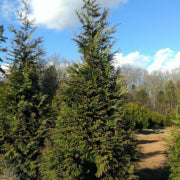 Thuja Green Giant Tree Problems (If There Are Any...) | Perfect Plants