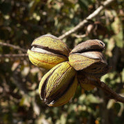 Pollination in Nut Trees: How Wind Pollination Works