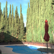Best Trees for Privacy