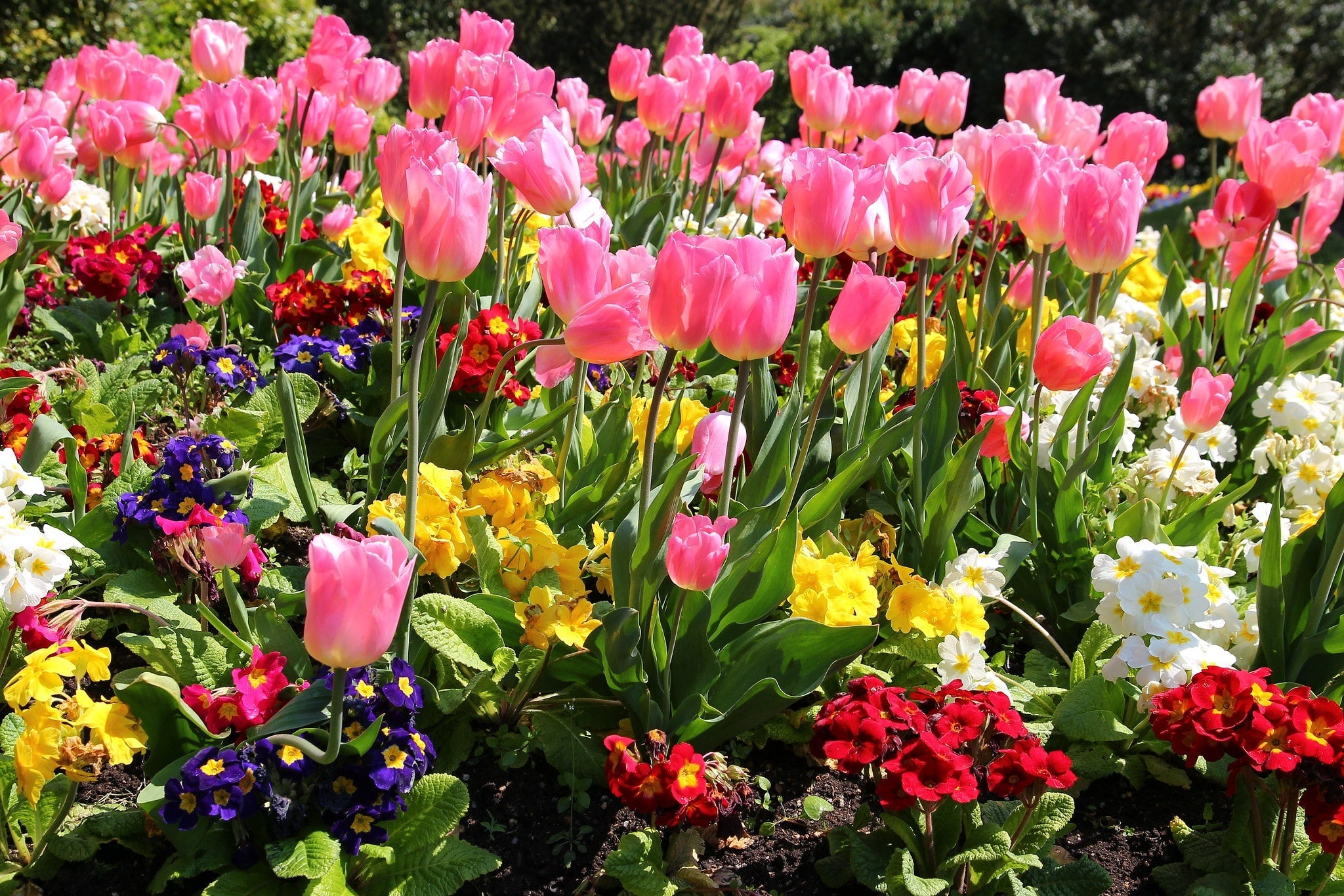 Top 5 Favorite Spring Flowers | Buy Plants Online | Perfect Plants