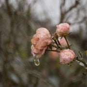 Winter Care for Roses