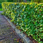 Best Hedges for Privacy