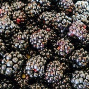 How to Grow Blackberry Bushes