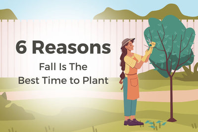 Why Fall is the Best Time to Plant Trees and Shrubs