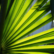 How to Plant a Palm Tree