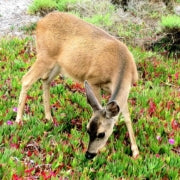 How to Keep Deer From Eating Plants