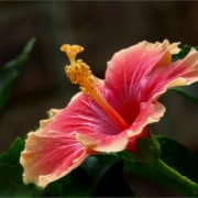 How to Care for Hibiscus: Hibiscus Winter Care