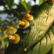 What are those Bumps on Pecan Tree Leaves?