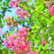 How to Prune A Crape Myrtle Tree
