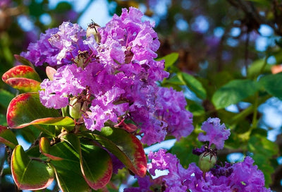 Crape Murder She Wrote…How to Properly Prune Your Crape Myrtle Tree