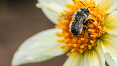 Flowers: Sex, Pollinators and Pollinizers