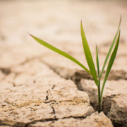 Drought Tolerant Landscaping