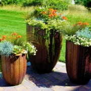 Best Container Plants for Full Sun and Heat of Summer