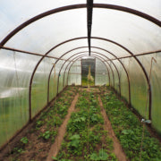 Shipping Plants to Your Home When You Buy Plants Online