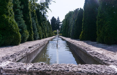 Grow Guide for Thuja 'Green Giant' Arborvitae