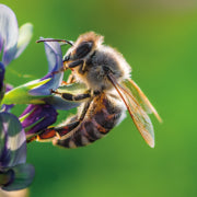 Best Plants for Bees