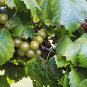 How To Grow Muscadine Grapes