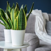 How To Repot a Snake Plant