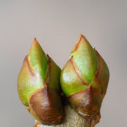 What is Apical Dominance?