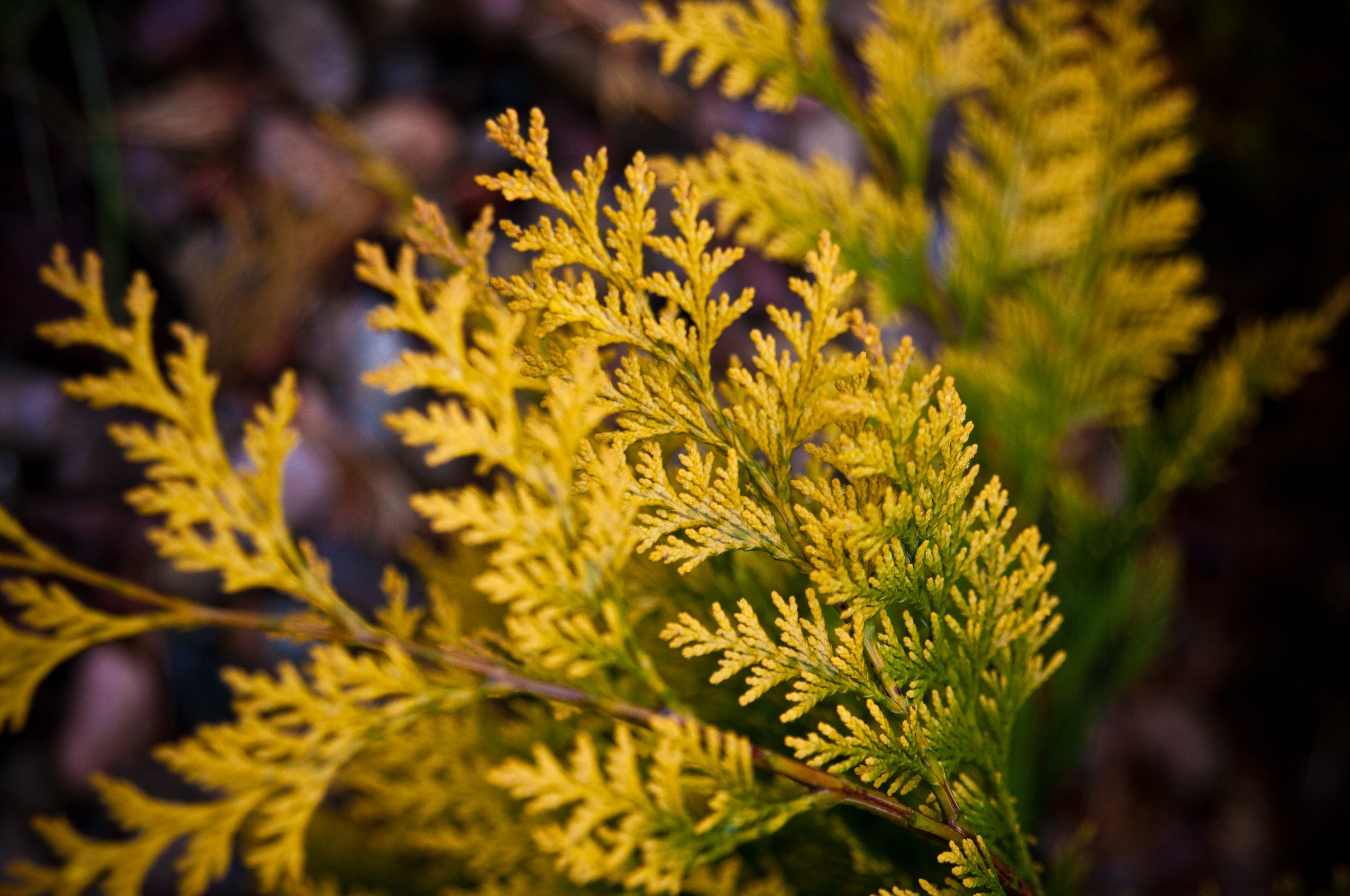 Thuja Green Giant Tree Problems | Perfect Plants Nursery