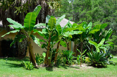 How to Prune a Banana Tree