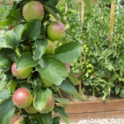 Growing Fruit Trees in Containers