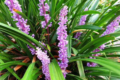 GROW GUIDE FOR LIRIOPE PLANTS