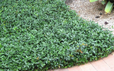 How to Mass Plant Groundcovers