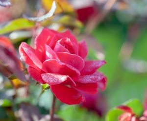 A GUIDE TO GROWING ROSES